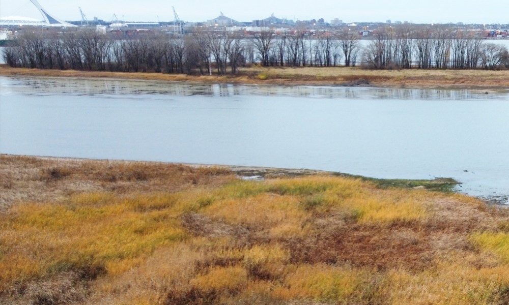 jour,nettoyage,berges,Saint-Laurent,Longueuil,ville,activités,fleuve,cour,pointe,parc,cadre,plastique,geste,environnement,projet,participants,riverain,secteur,ronde,boulevard