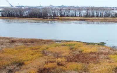 Article: C&rsquo;est jour de nettoyage des berges du Saint-Laurent