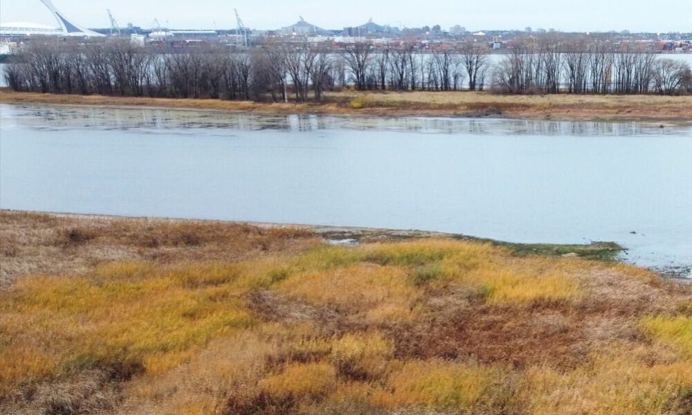jour,nettoyage,berges,Saint-Laurent,Longueuil,ville,activités,fleuve,cour,pointe,parc,cadre,plastique,geste,environnement,projet,participants,riverain,secteur,ronde,boulevard