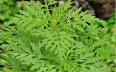 Source : www.villemsh.ca