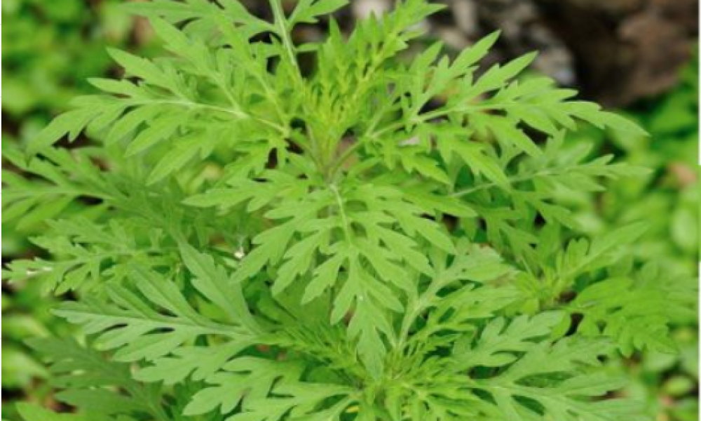 Source : www.villemsh.ca