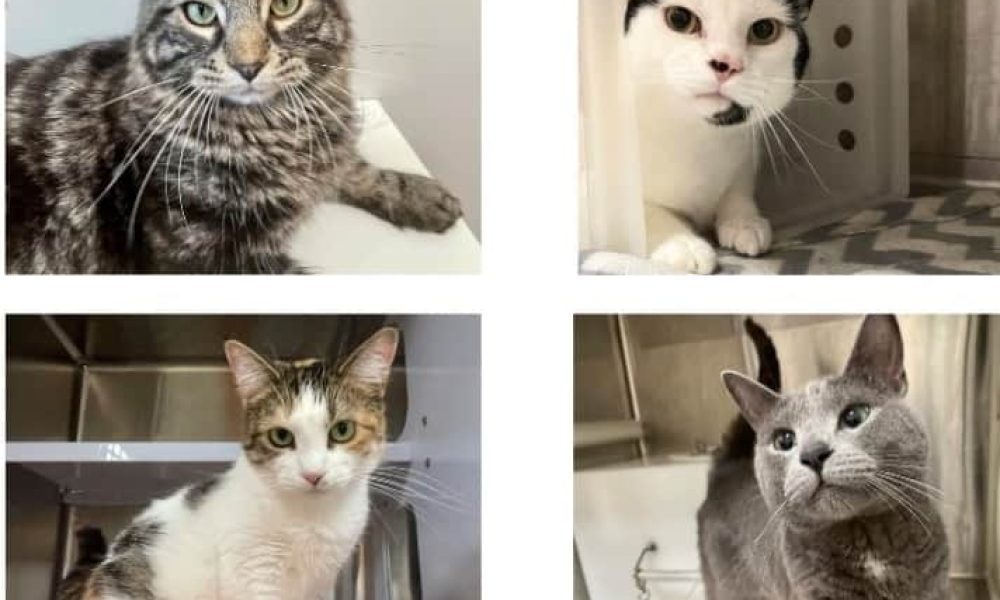 Photo de chats pour adoption