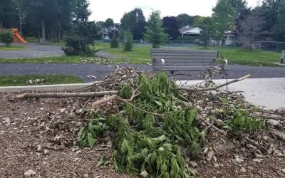 Branches cassées dans un parc