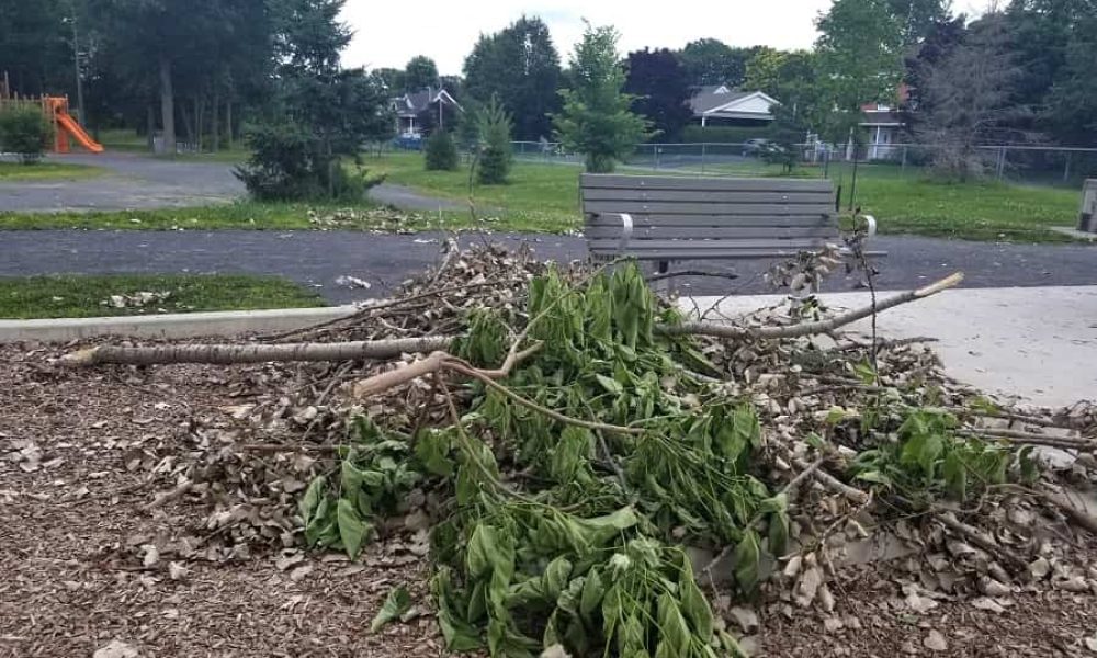 Branches cassées dans un parc