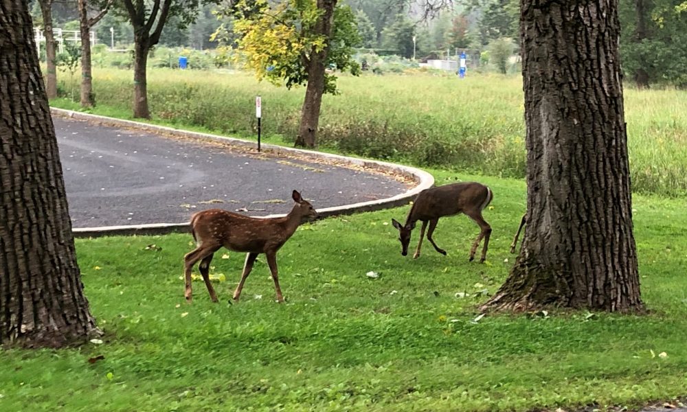 Action Longueuil veut appliquer des recommandations sur les cerfs