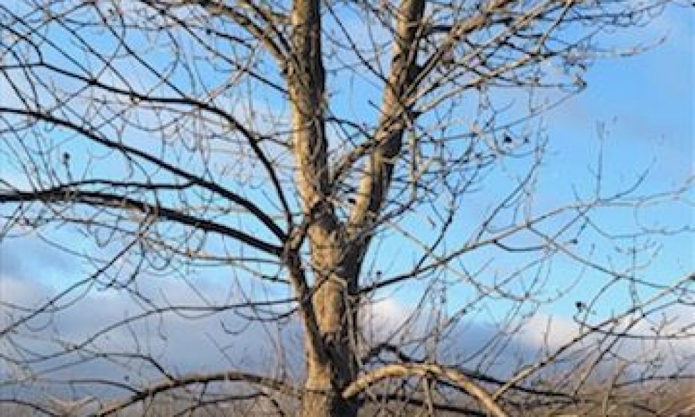 IMG_10152-e1607358065134