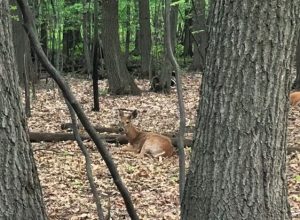 Longueuil va autoriser la chasse au cerf dans la parc Michel-Chartrand