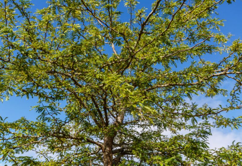 Le Jour de l’arbre reprend cette année pour la ville de Brossard