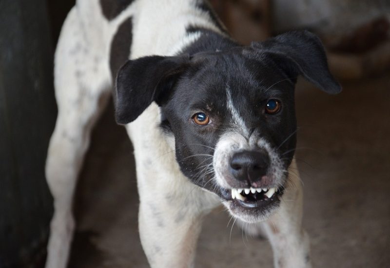 Le maître d’un chien dangereux peut s’en départir en le confiant à un organisme comme Proanima à Boucherville. Photo : Pixabay
