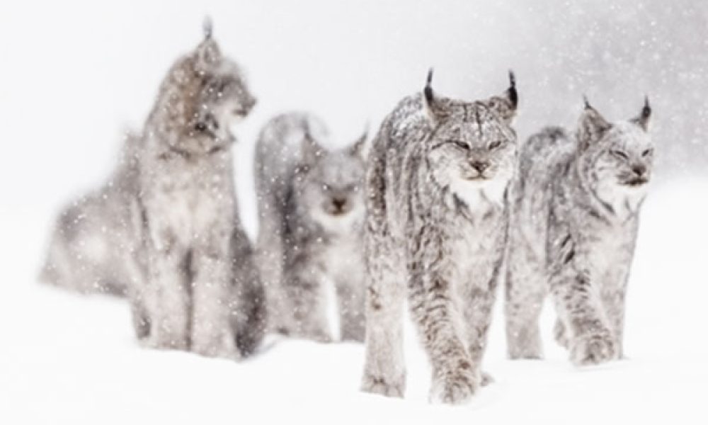 Photo : Ville de Saint-Bruno