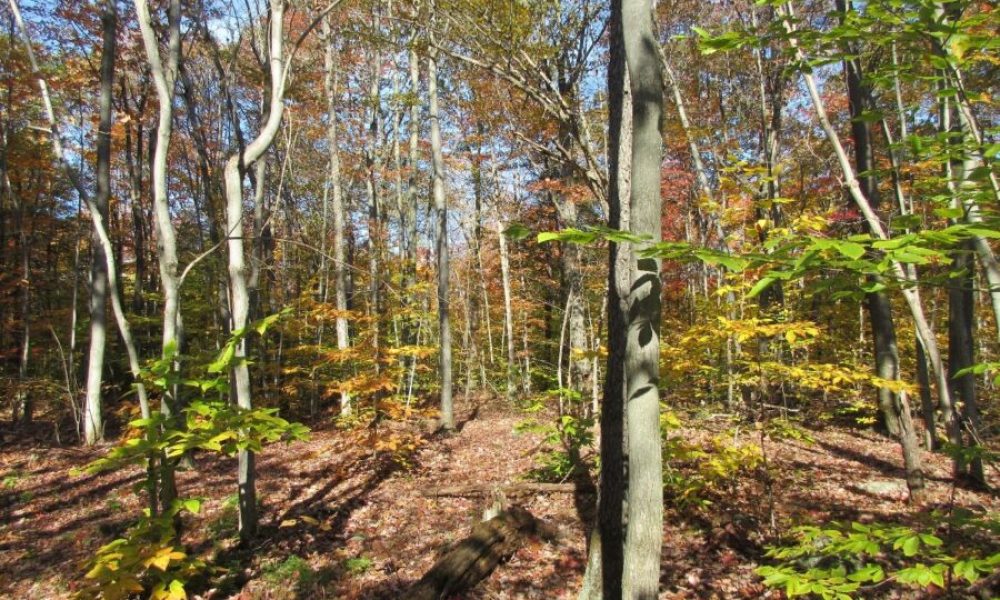 Source : courtoisie.