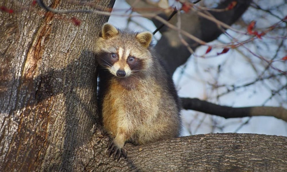 animaux sauvage, raton laveur, vaccination rage, raton dans un arbre