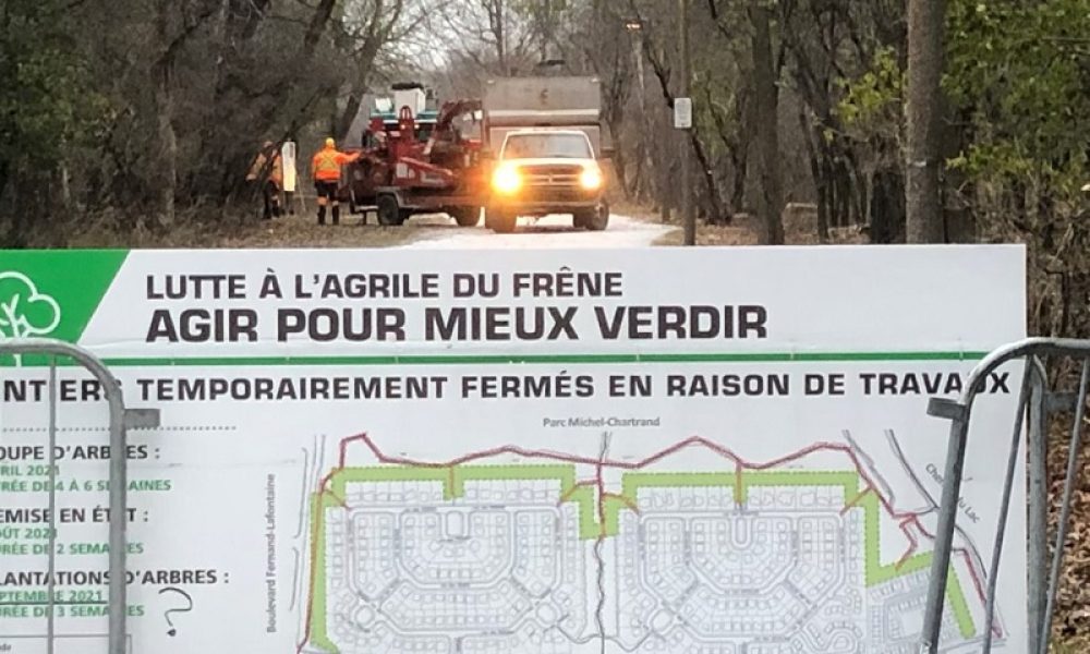 Des arbres fragilisés par l'agrile du frêne doivent être abattus avant de tomber sur les sentiers du parc. Photo: FM 103,3
