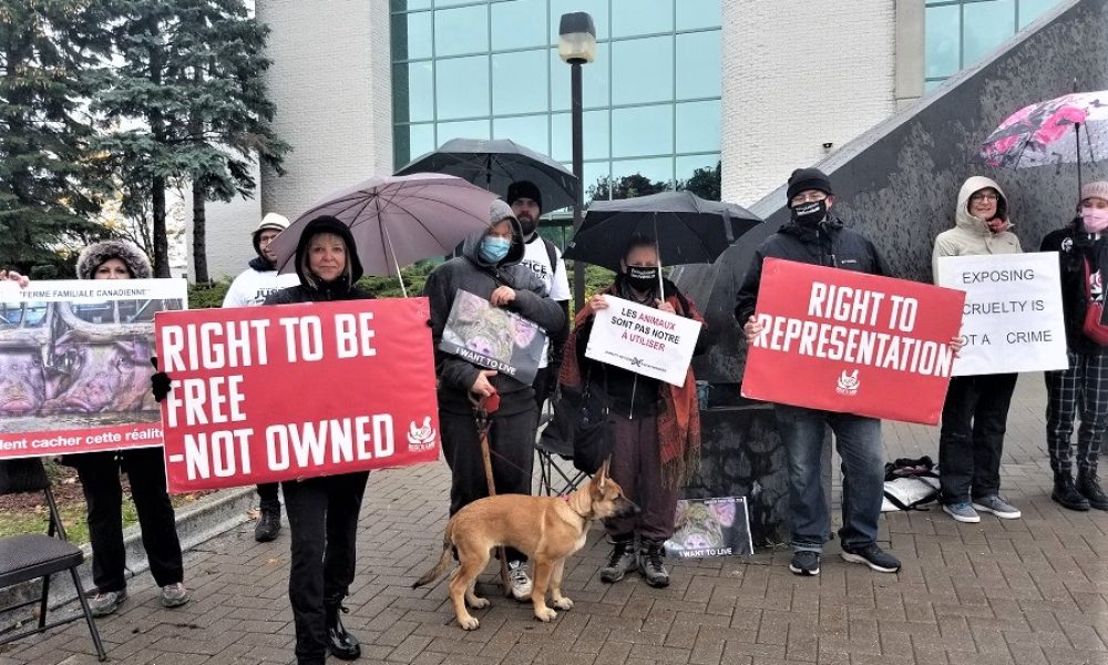 Des militants pour le droit des animaux manifestent à Longueuil