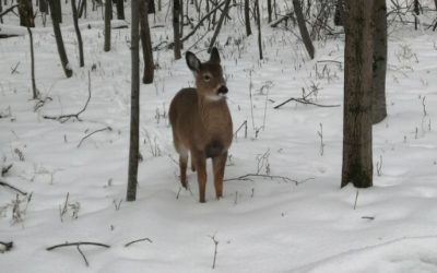 fm1033,parc,Longueuil,animaux,cerfs,danger,sauvetage,ville