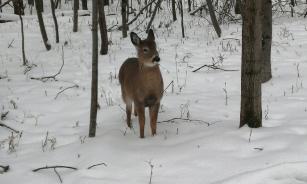 fm1033,parc,Longueuil,animaux,cerfs,danger,sauvetage,ville