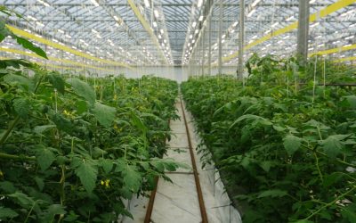 Photo: Producteurs en serre du Québec