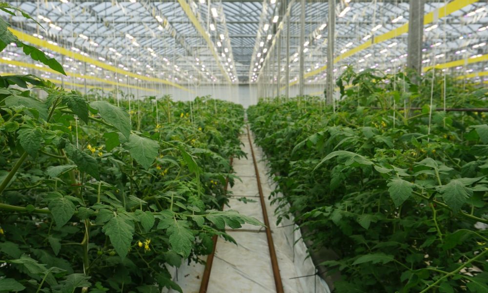 Photo: Producteurs en serre du Québec