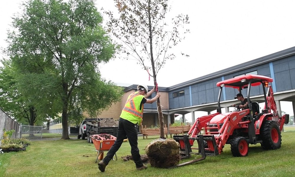 Des centaines de nouveaux arbres au CSS Marie-Victorin