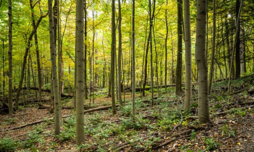 Ces espaces obtiennent la reconnaissance de la CMM comme des sites qui contribuent à la préservation des milieux naturels dans le sud du Québec. Photo: Pixabay