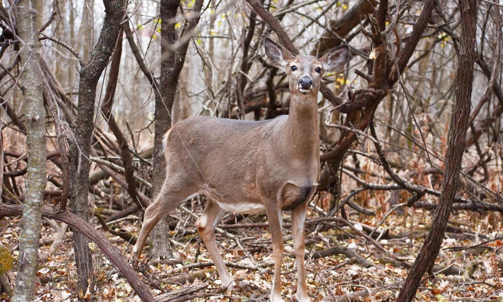 Source: François Bertrand-Potvin