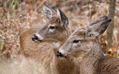 Cerfs Longueuil Parc Michel-Chartrand Chevreuil