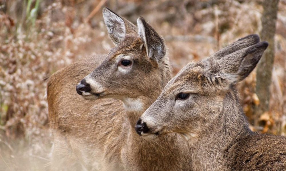 Cerfs Longueuil Parc Michel-Chartrand Chevreuil