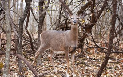 Cerfs Longueuil Parc Michel-Chartrand Chevreuil