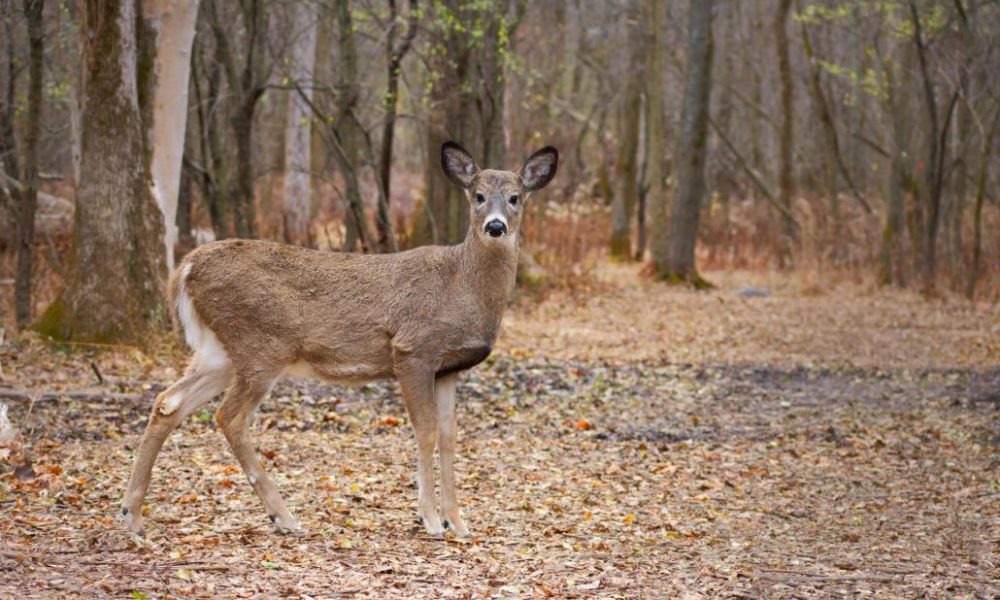 Parc Michel-Chartrand : la science prévaut, tranche un conseiller