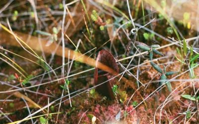 Plein sud présente l’exposition Corps saumâtres de l’artiste Maria Simmons du 13 septembre au 22 novembre 2025.