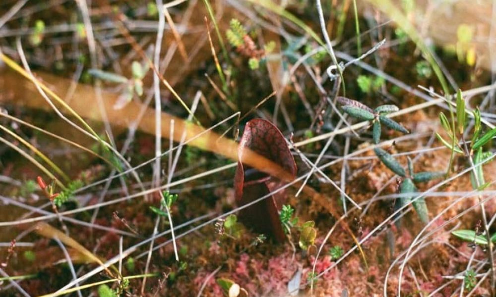 Plein sud présente l’exposition Corps saumâtres de l’artiste Maria Simmons du 13 septembre au 22 novembre 2025.