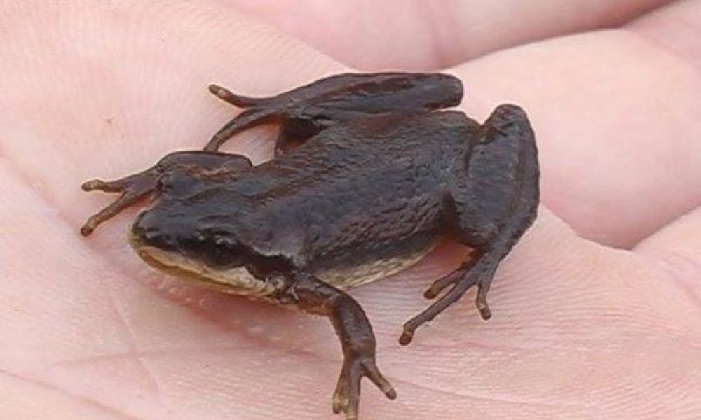 Un citoyen lance une pétition pour sauver les milieux humides à Longueuil