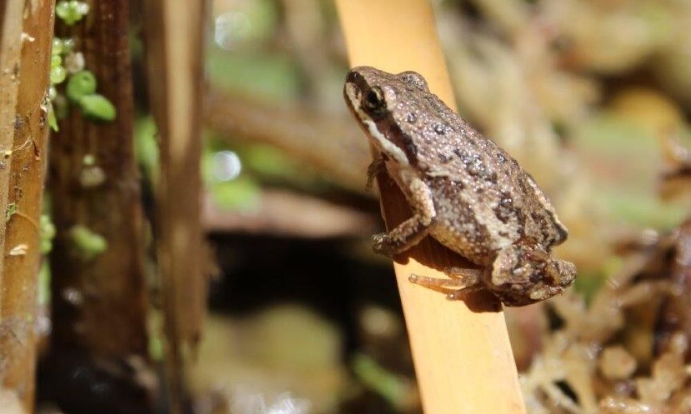 Les milieux humides font l’objet d’une nouvelle règlementation qui les protège de toute construction. Photo : Facebook ministère des Forêts, de la Faune et des Parcs