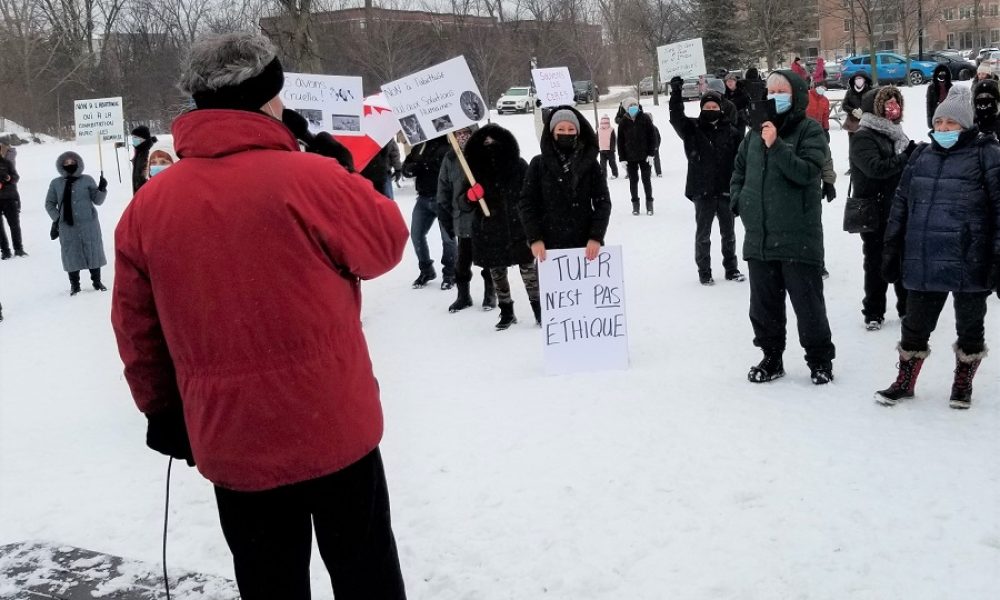 Cerfs de Virginie : les opposants veulent se diriger vers une injonction