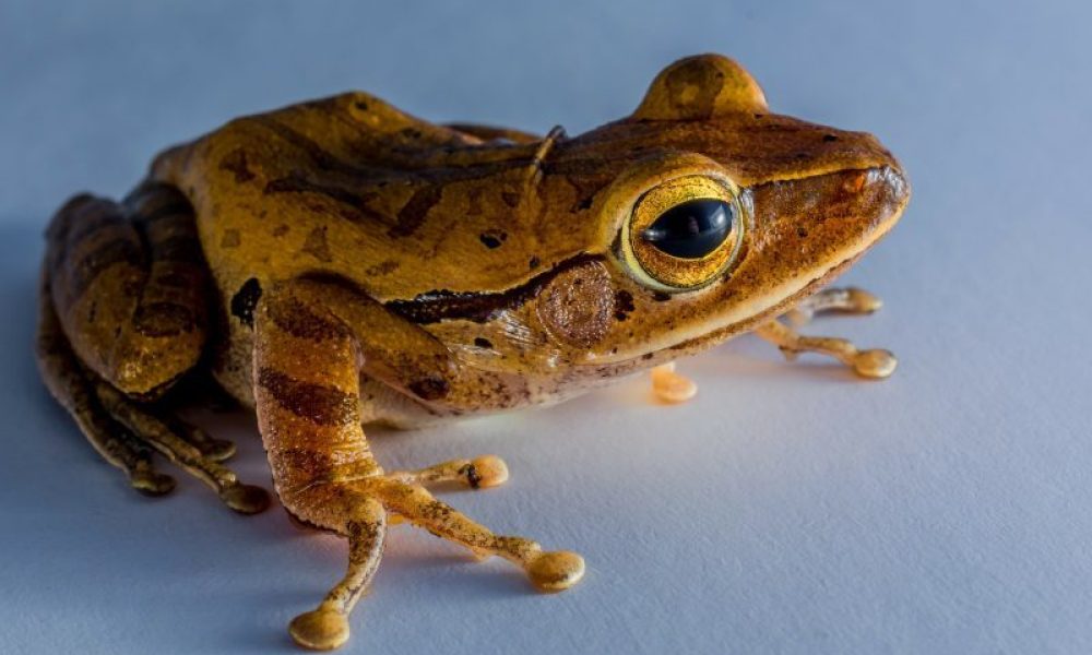 Deux organismes poursuivent les gouvernements pour protéger la rainette faux-grillon