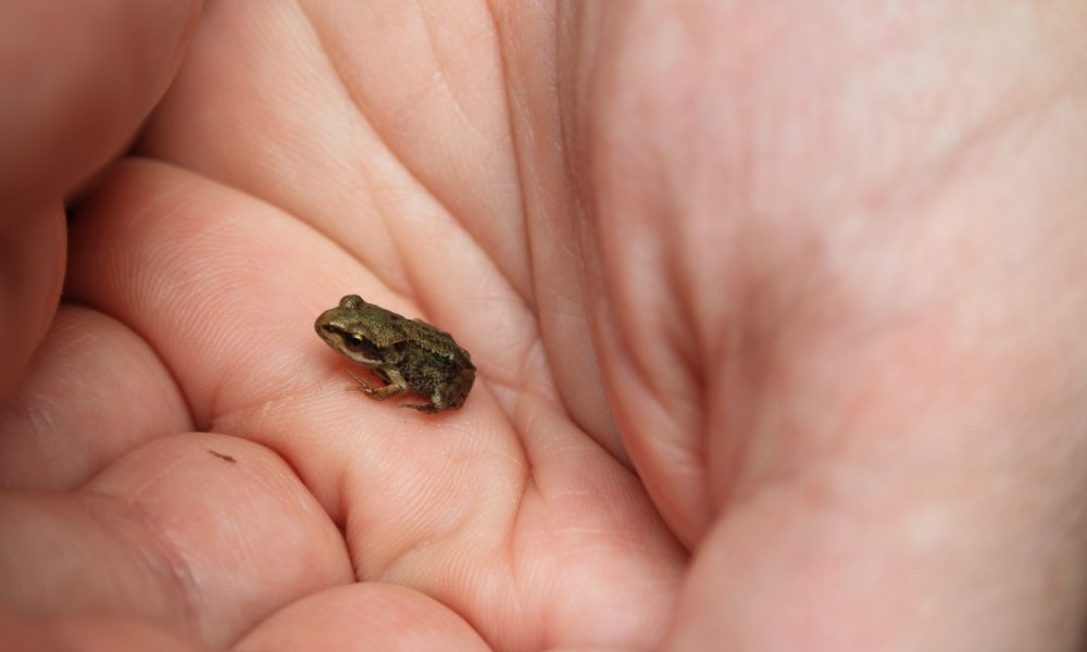 Rainette-faux-grillon-2-1