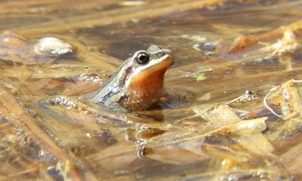 La rainette faux-grillon est désormais protégée par un décret fédéral. Photo: Site web du Centre québécois du droit de l'Environnement