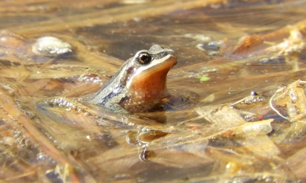 La rainette faux-grillon est protégée par un décret d'urgence fédéral depuis le 22 novembre. Photo: Archives