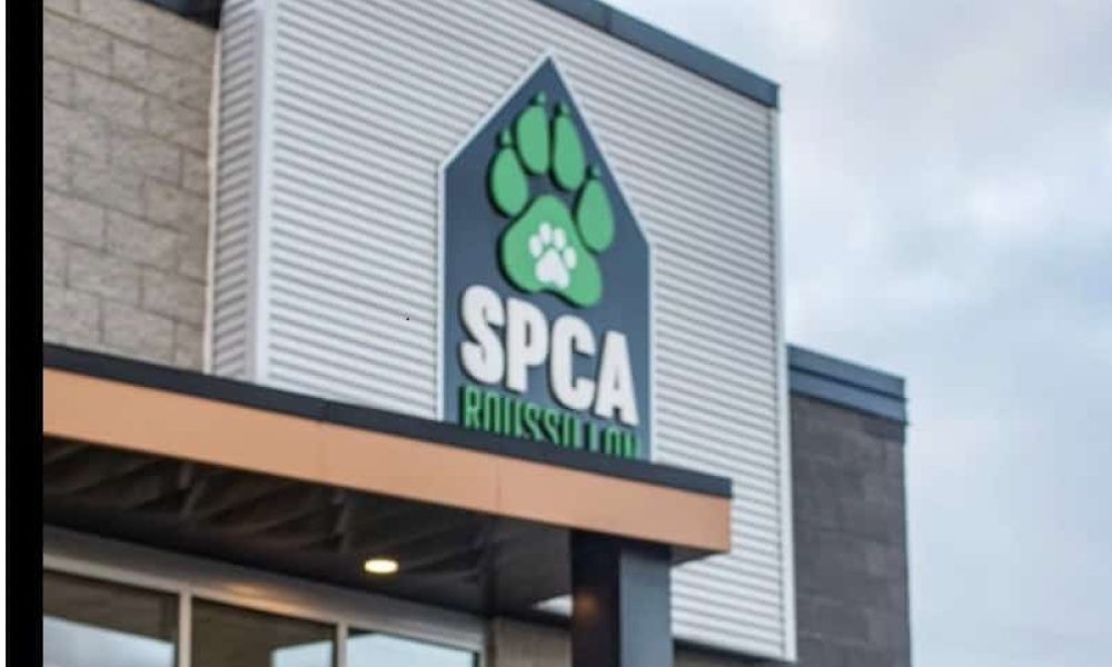 Un chien possiblement agressif devra être évalué à Beloeil 