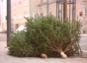 La Ville de Longueuil débutera la collecte des arbres de Noël sur son territoire à partir du 3 janvier. Photo: Pixabay