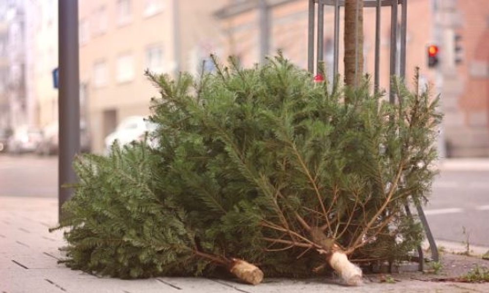 La Ville de Longueuil débutera la collecte des arbres de Noël sur son territoire à partir du 3 janvier. Photo: Pixabay