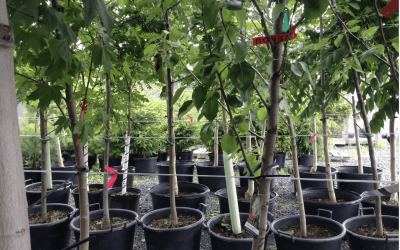 Saint-Bruno de Montarville fait un don de 500 arbres à ses citoyens