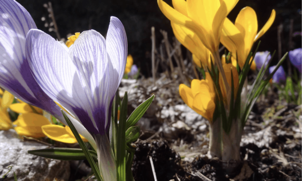 Créer son pot fleuri, un atelier offert par St-Bruno et la Société d’horticulture et d’écologie de St-Bruno.