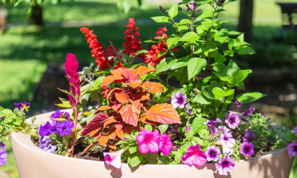 Photo: Site web de la Ville de Saint-Bruno-de-Montarville