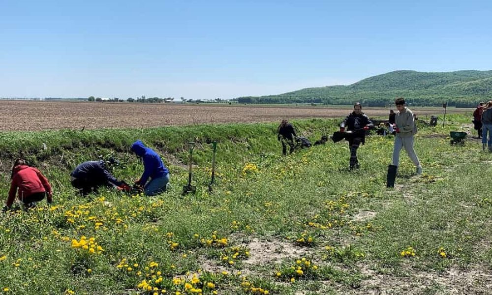 L’aménagement d’une plantation en bande riveraine élargie. Photo : Courtoisie