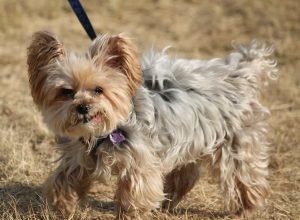 Une pétition veut que les chiens soient admis au parc Michel-Chartrand