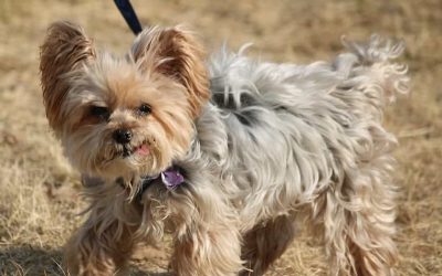 Une pétition veut que les chiens soient admis au parc Michel-Chartrand