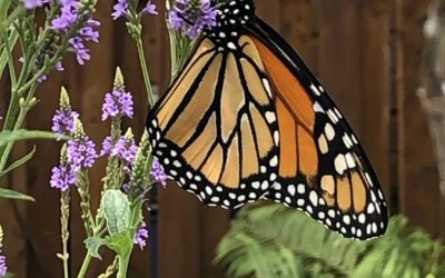 Un amoureux des Monarque à Saint-Constant