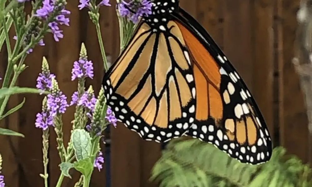 Un amoureux des Monarque à Saint-Constant