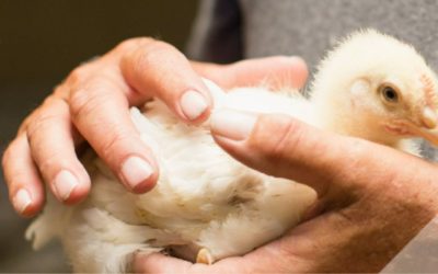 volailles,gouvernement,accord,Mexique,impact,économique,modèle,locaux,rurales,maintien